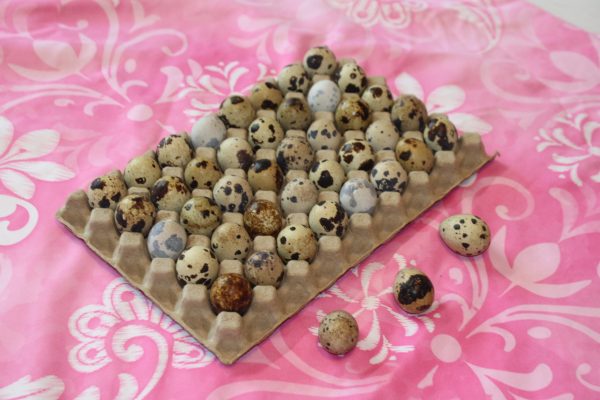 Coturnix Hatching Eggs - 50