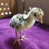 Resized952021042495203433(1) Day Old Turkey Poult Mix