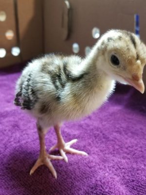Day Old Turkey Poult Mix