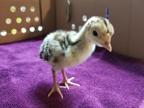 Resized952021042495203433(1) Day Old Turkey Poult Mix