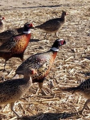 50 Ringneck Pheasant Hatching Eggs