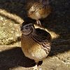 Coturnix Hatching Eggs - 50