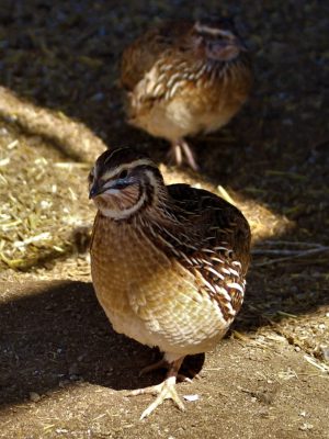 Coturnix Hatching Eggs - 50