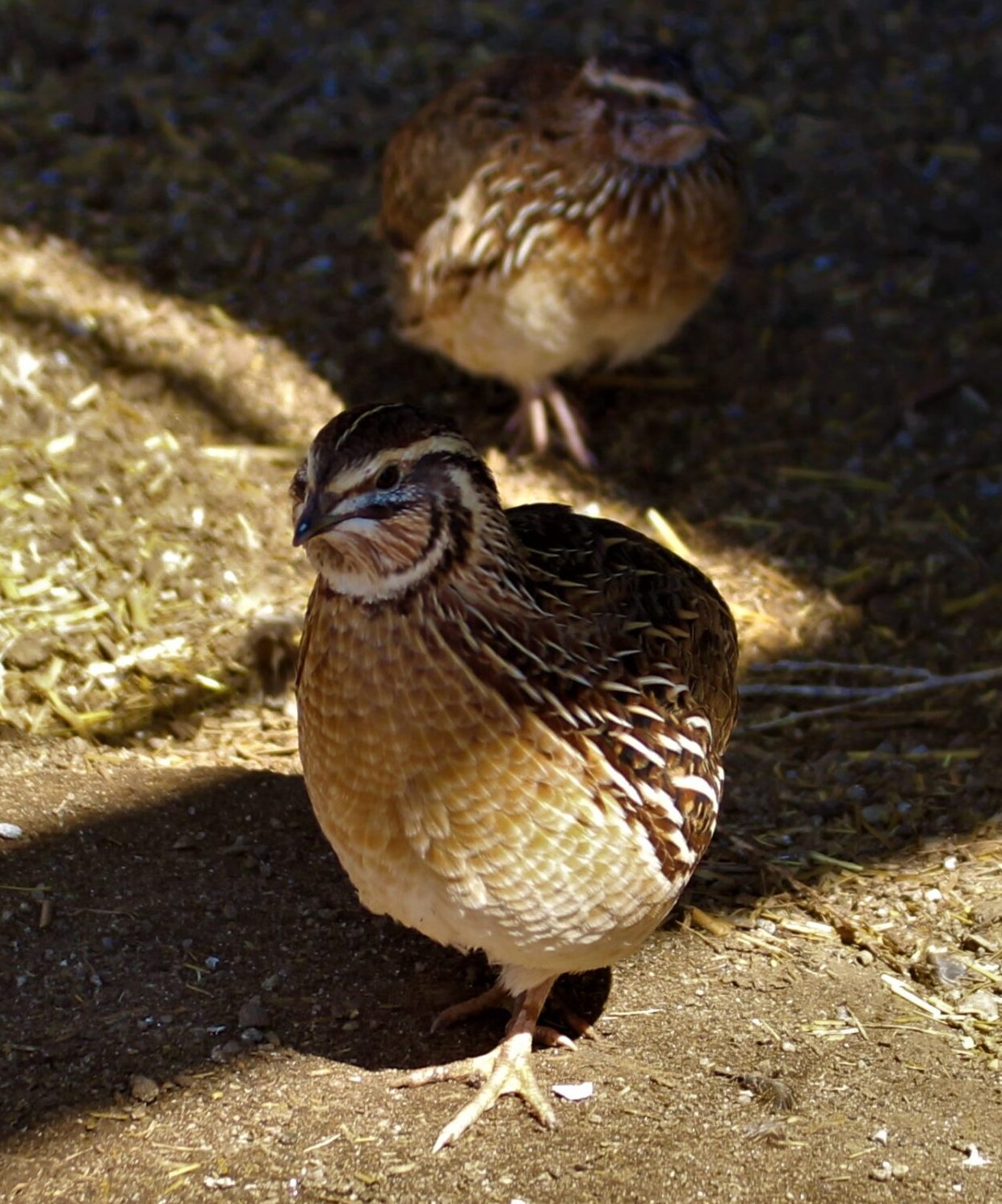 coturnix male