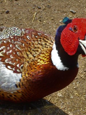 Adult Ringneck Pheasant