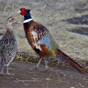 Adult Birds