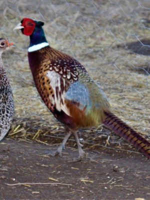 50 Ringneck Pheasant Hatching Eggs