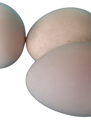 Hatching Peafowl Eggs