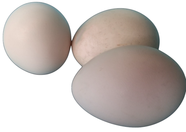 File_000 (1) Hatching Peafowl Eggs